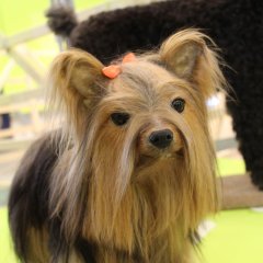 Präparierter Hund aus dem Zoologischen Forschungsmuseum Alexander Koenig in Bonn in der Sonderausstellung „Haustiere – lieb und lecker“.

Bild: Stadtmuseum Tübingen
