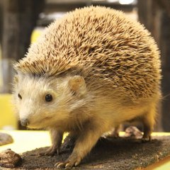 Igel, Copyright : Anne Faden 