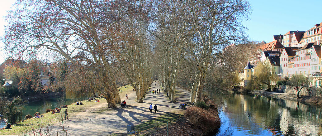 Frühlingshafte Platanenallee