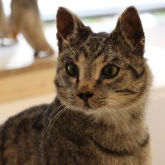 Präparierte Katze aus dem LWL-Naturkundemuseum Münster in der Sonderausstellung „Haustiere – lieb und lecker“.

Bild: Stadtmuseum Tübingen