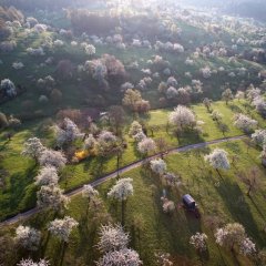 Streuobstwiesen. Bild: Nils Dittbrenner