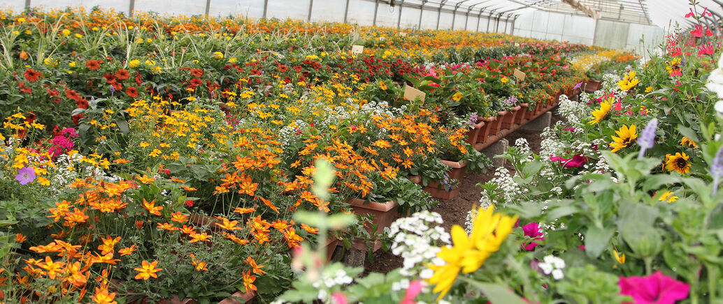 Auf dem Bild sind hunderte bunt bepflanzte Blumenkästen in einem Planengewächshaus zu sehen.