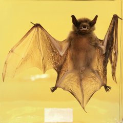 Fledermaus, Copyright : Anne Faden 