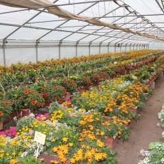 Hier wird der konventionelle Blumenschmuck im Foliengewächshaus gehegt und gepflegt bevor er Tübingens Straßen und Gassen schmückt. Bild: Universitätsstadt Tübingen