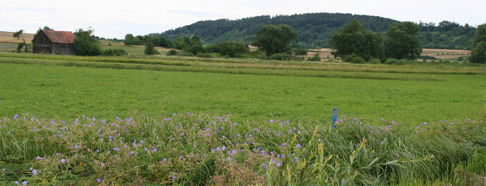 Altgrasstreifen im Ammertal