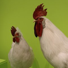 Präparierte Henne und präparierter Hahn aus dem Naturkundemuseum Reutlingen in der Sonderausstellung „Haustiere – lieb und lecker“.

Bild: Stadtmuseum Tübingen