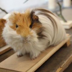 Präpariertes Meerschweinchen aus dem LWL-Naturkundemuseum Münster in der Sonderausstellung „Haustiere – lieb und lecker“.

Bild: Stadtmuseum Tübingen