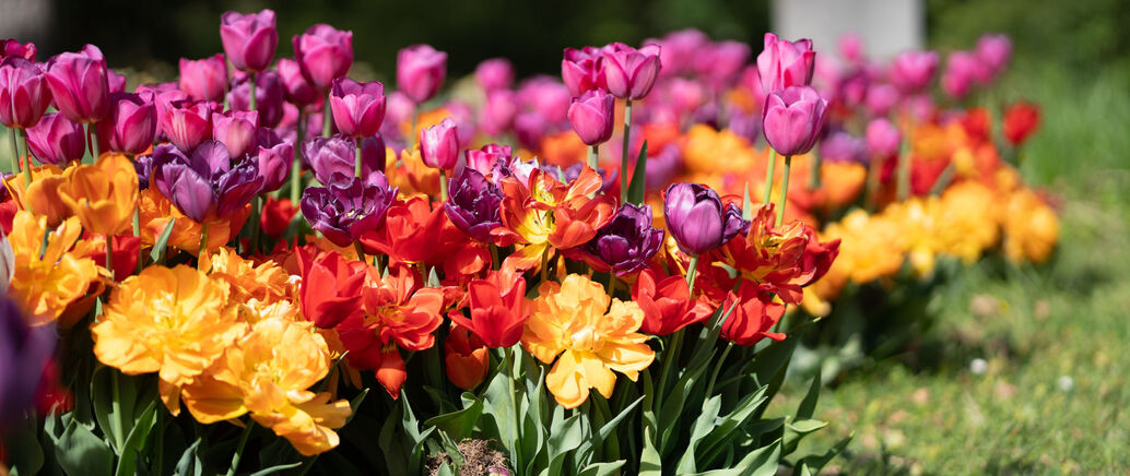 Blumen auf dem Bergfriedhof