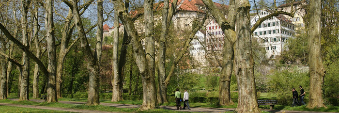 Platanenallee im Frühling