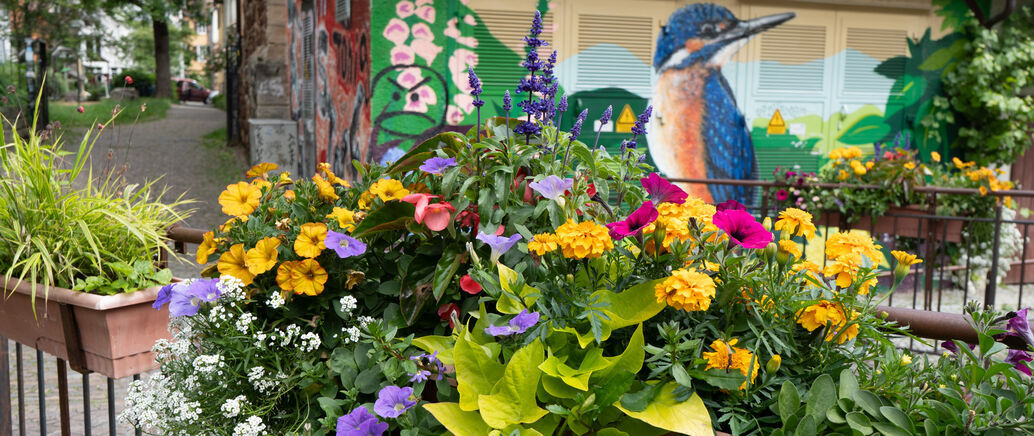 städtischer Blumenschmuck