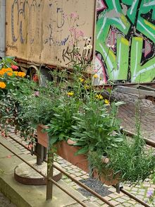 Insektenfreundlicher Blumenschmuck mit heimischen Pflanzen. Bild: Universitätsstadt Tübingen