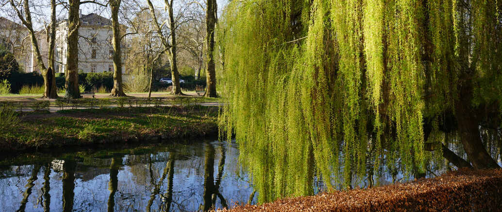 Trauerweide am Neckar