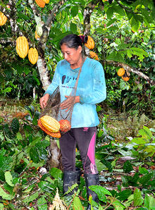 Die T&uuml;binger Stadtschokolade wird aus dem Kallari-Edelkakao in Ecuador gefertigt.