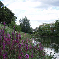 Fluss, Ufer mit Gras und violetten Bl&uuml;ten