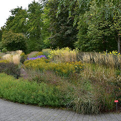 Block-Pflanzung f&uuml;r m&auml;&szlig;ig trockene, sonnige Standorte, Staudenpflanzung