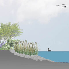 Skizze, nat&uuml;rliches Ufer, Anlagensee,Stauden und Pflanzen am Wasserrand
