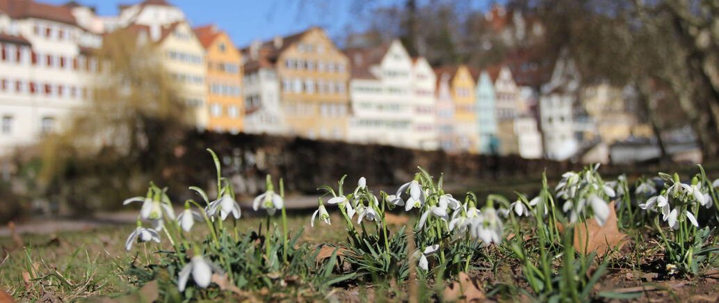 fr&uuml;hling
