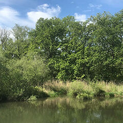B&auml;ume und Pflanzen an einem Seeufer