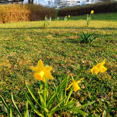Pappelwiese