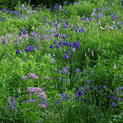 Wiese, Gras, Blumen mit violetten Bl&uuml;ten