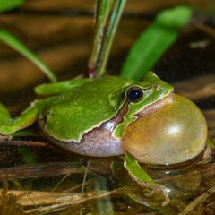 Laubfrosch
Bild: Michael Br&auml;unicke
