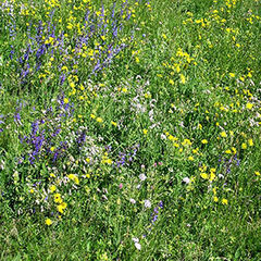 Wiese, Gras, Blumen mit violetten und gelben Bl&uuml;ten